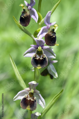 Plakat roślina storczyk cymbidium różowy wildflower