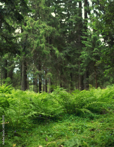 Naklejka słońce droga natura