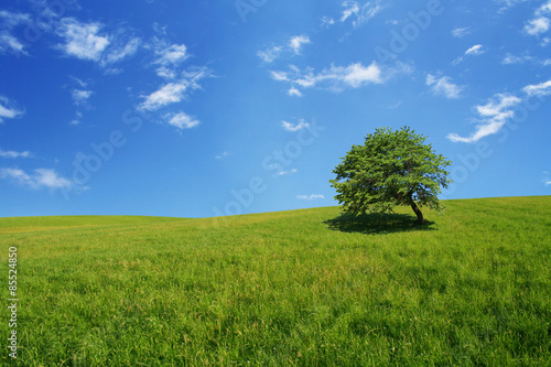 Naklejka wiejski trawa pejzaż pole błękitne niebo