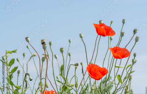 Plakat natura roślina kwiat mak