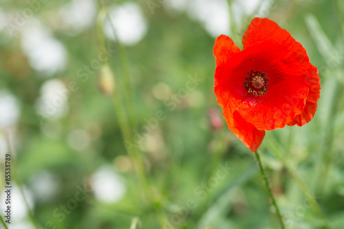 Naklejka mak kwiat roślina natura nasienie