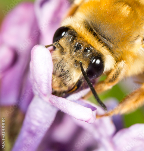 Fotoroleta ogród natura kwiat słońce