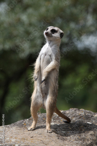 Plakat natura republika południowej afryki zwierzę ssak