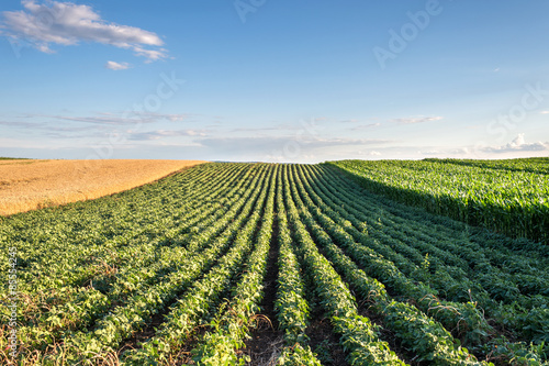 Fototapeta Soybean Field