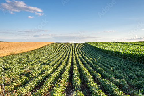 Obraz na płótnie Soybean Field
