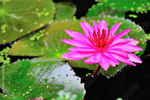 Obraz na płótnie kwiat pejzaż zen woda natura