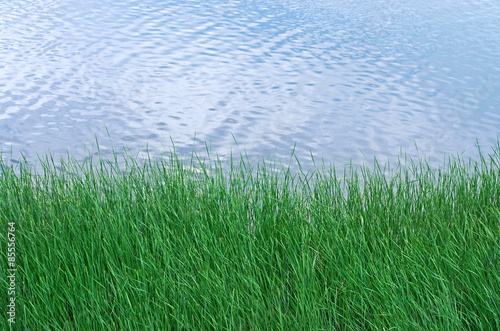 Plakat roślina lato natura woda