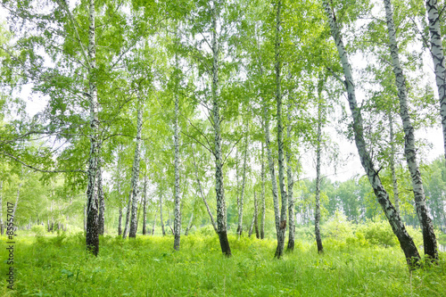 Plakat spokojny roślina natura pejzaż park