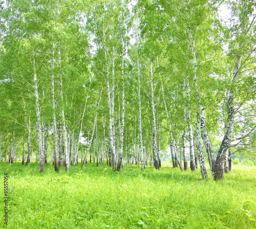 Plakat natura las lato park