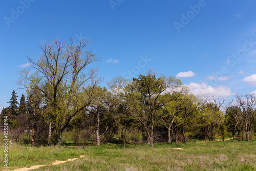 Fototapeta pejzaż piękny park las obraz