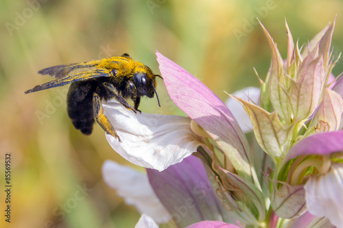 Plakat natura widok fiołek roślina zwierzę