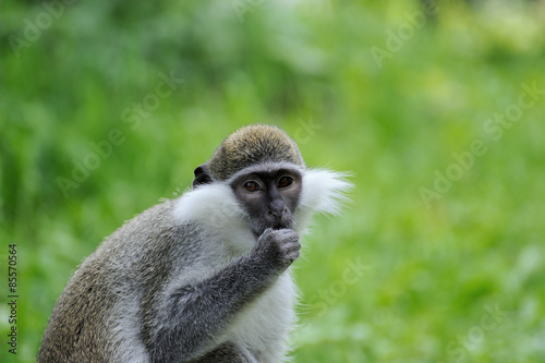 Naklejka jedzenie portret natura zwierzę