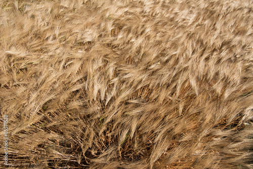 Plakat Ripe golden cereal field on a windy summer day, close-up.