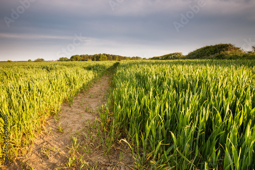 Obraz na płótnie rolnictwo wiejski natura lato