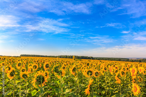 Plakat natura lato pyłek wiejski słonecznik