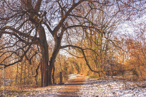 Fototapeta śnieg gałązka natura las