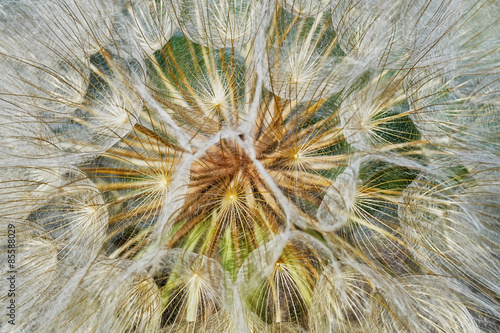 Obraz na płótnie natura lato kwiat nasienie tło