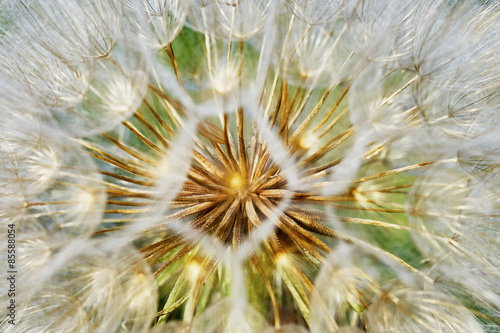 Fotoroleta kwiat natura lato