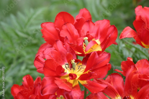 Naklejka Tulipan - tulipany (Tulipa)