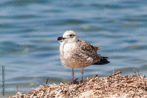 Fotoroleta natura zwierzę wybrzeże grecja dziki