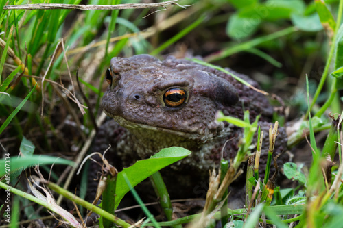 Obraz na płótnie płaz natura żaba