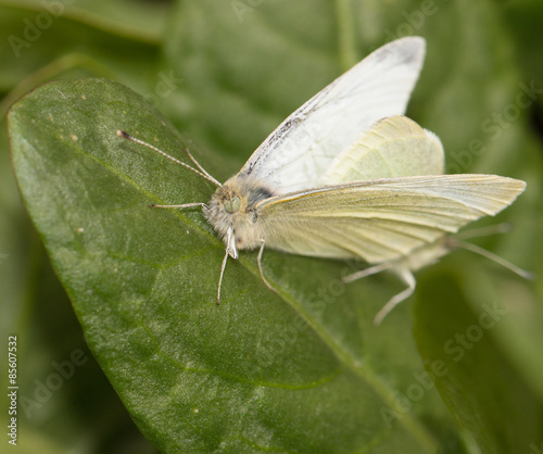 Naklejka tajlandia natura obraz motyl azjatycki