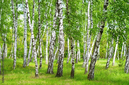 Fotoroleta natura brzoza park pejzaż