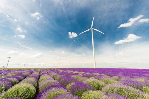 Fotoroleta aromaterapia natura pejzaż