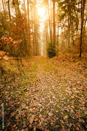 Fototapeta park natura pejzaż ścieżka