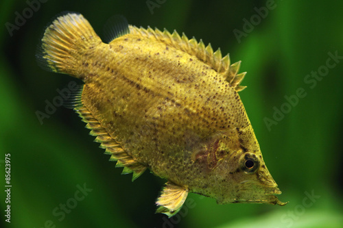 Plakat zwierzę ryba fauna brazylia