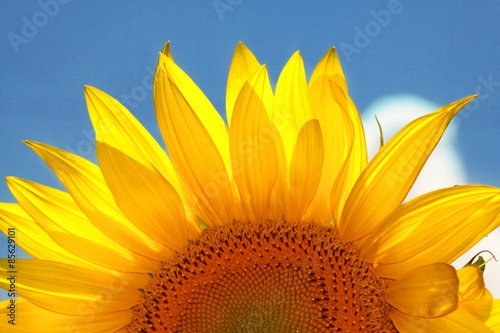 Naklejka rosa kwiat słonecznik słońce