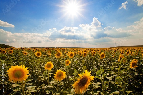 Naklejka słonecznik natura rolnictwo kwiat lato