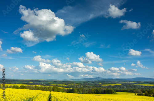 Fotoroleta Colza field