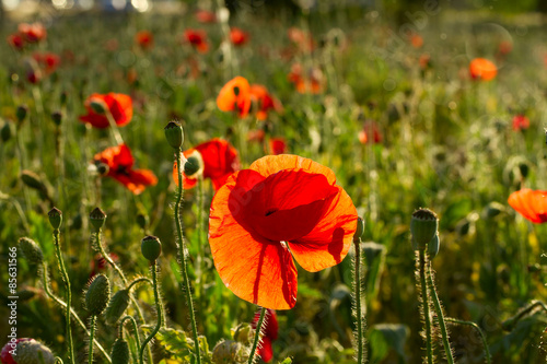 Naklejka Late evening vivid red poppy field scene