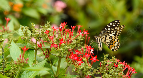 Obraz na płótnie motyl wzór kwiat