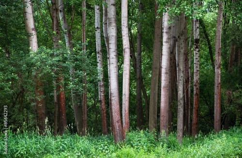 Naklejka pejzaż natura świeży trawa łąka