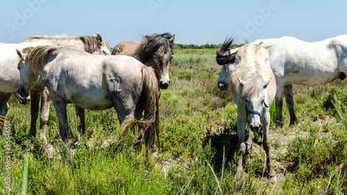 Fotoroleta koń natura krajobraz camargue