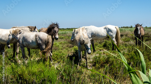 Obraz na płótnie krajobraz natura koń hodowlanych gra