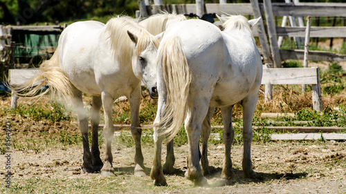 Plakat koń krajobraz natura camargue