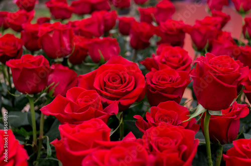 Naklejka kwiat ogród czerwony różowy