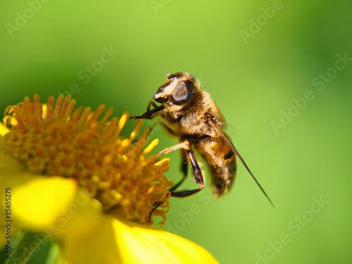 Plakat zwierzę natura dziki