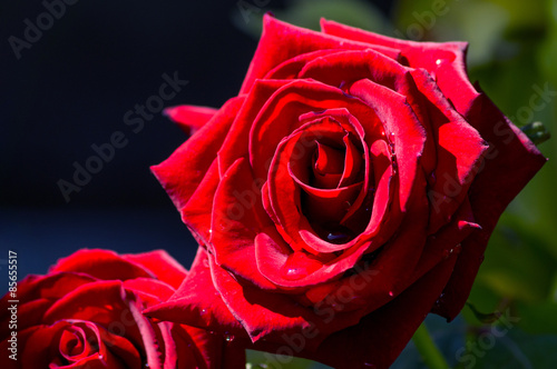 Fotoroleta kwiat ogród różowy czerwony