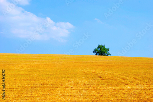 Fotoroleta pole spokój pejzaż