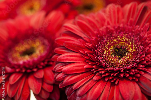 Fototapeta lato gerbera ogród