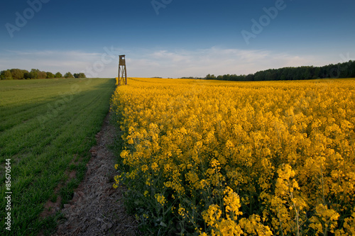 Obraz na płótnie lato natura kwiat rolnictwo wieś