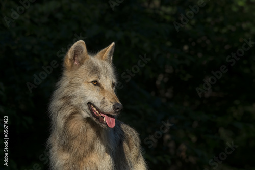 Naklejka piękny zwierzę ssak natura dziki