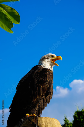 Plakat niebo ruch dzikie zwierzę zwierzę