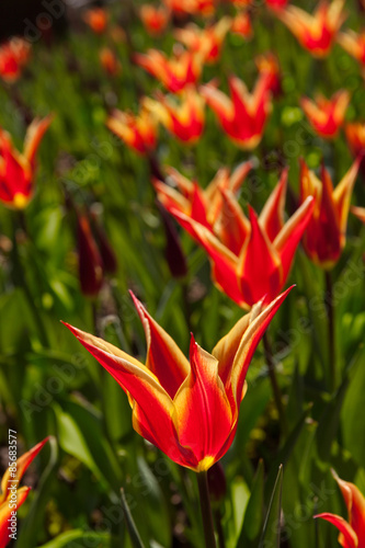Obraz na płótnie tulipan pole wiejski