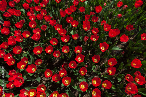 Fotoroleta wiejski kwiat park tulipan lato