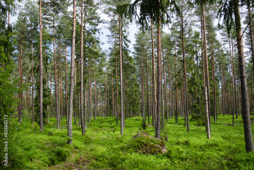 Naklejka las iglasty szwecja natura bezdroża